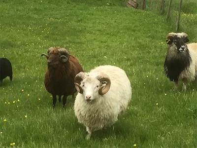 The Importance of Animal and Marine Fat in the Faroese Cuisine: The Past, Present, and Future of Local Food Knowledge in an Island Society